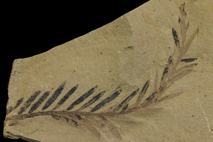 Dawn Redwood (Metasequoia) Fossil - Montana #142559